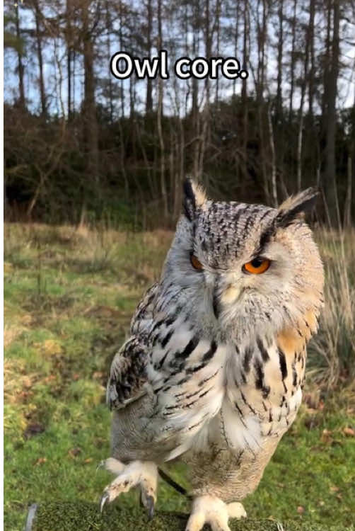 Owl sounds🦉🥰#owl #owlhouse #owls #owlsoftiktok #owllove #parrot