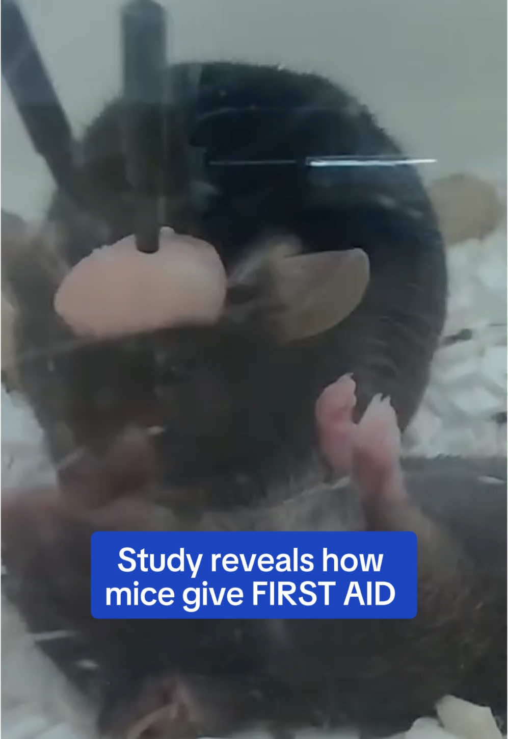 Young mice have been observed attempting to revive an anesthetized cage mate by grooming and biting it and will even pull aside the tongue to clear its airway. Li Zhang from the University of Southern California explained how 'They start with sniffing, and then grooming, and then with a very intensive or physical interaction,'. Mice that were attended to woke up and started walking again faster than uncared for mice, and once their charge had responded by moving, the carer mice slowed and then stopped their caregiving behavior. Read more on DailyMail.com #animals #science #nature #wow #news 