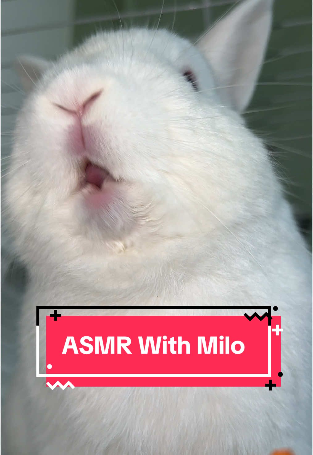 🥕🥕🥕🐰 #asmrwithmilo #rabbitasmr #rabbit #bunny #milo #OOTD #rabbitsoftiktok #bunnylove #rabbits #bunniesoftiktok #bunnies #rabbitlife #Love #bunnyoftheday #garden #autmn #rabbit #bunny #rabbitsoftiktok #bunnylove #rabbits #asmr #bunnyasmr #bunniesoftiktok #bunnies #rabbitlife #cute #rabbitlove #pet #bunnyrabbit #bunnylife #rabbitstagram #love #PetsOfTikTok #bunnyoftheday #cutebunny #bunnygram #bunnylover #instabunny #kelinci #hollandlop #pets #bunnytiktok #rabbitsworldwide #kelincihias #bunniesworldwide #lapin #animals #carrot