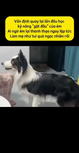🐶: mẹ dạy gì khó hơn chút được không ạ? #douyin #dog 