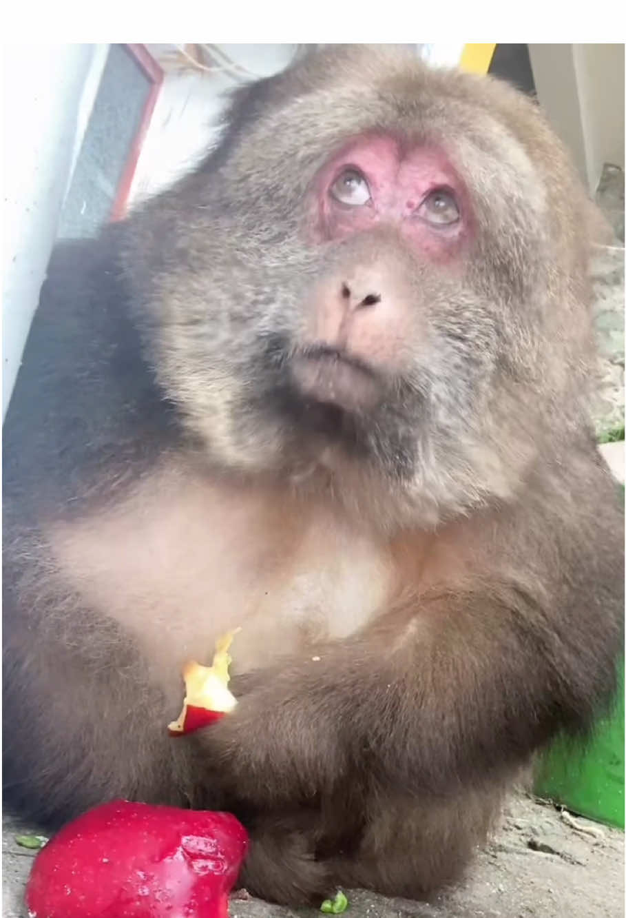 Can you believe that the monkey Xingxing can crack and eat sunflower seeds in its mouth?😂 #monkey #animal #foryou #fyp #lovely #cute 