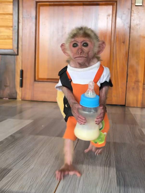 Cute baby monkey Moon looks for her dad when she comes home from a trip. #monkey #cutebaby #monkeybaby #monkeydluffy #monkeysoftiktok #usa_tiktok 