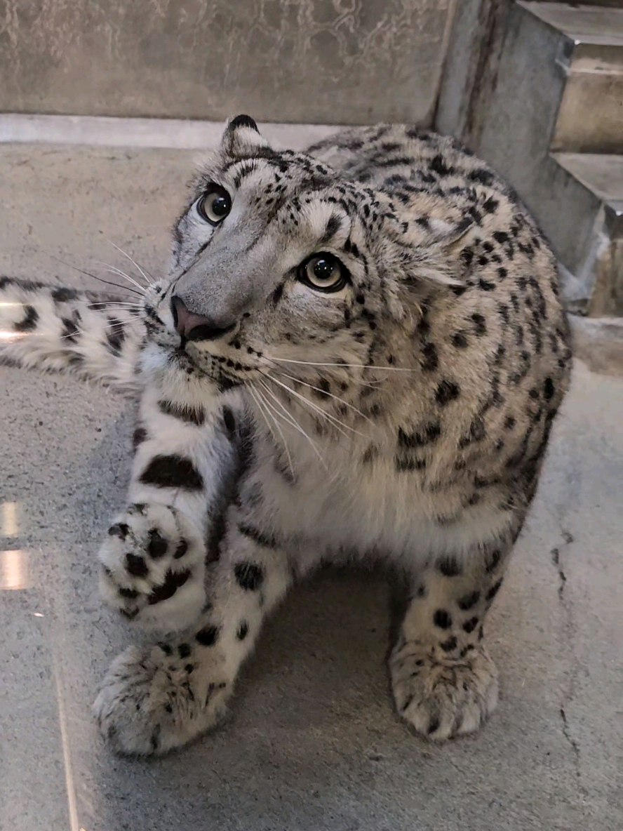 かいかいかいかい･･･🥴 ⁡ ⁡#いしかわ動物園⁡ ⁡ #ユキヒョウ ⁡ ⁡ #ヒメル 