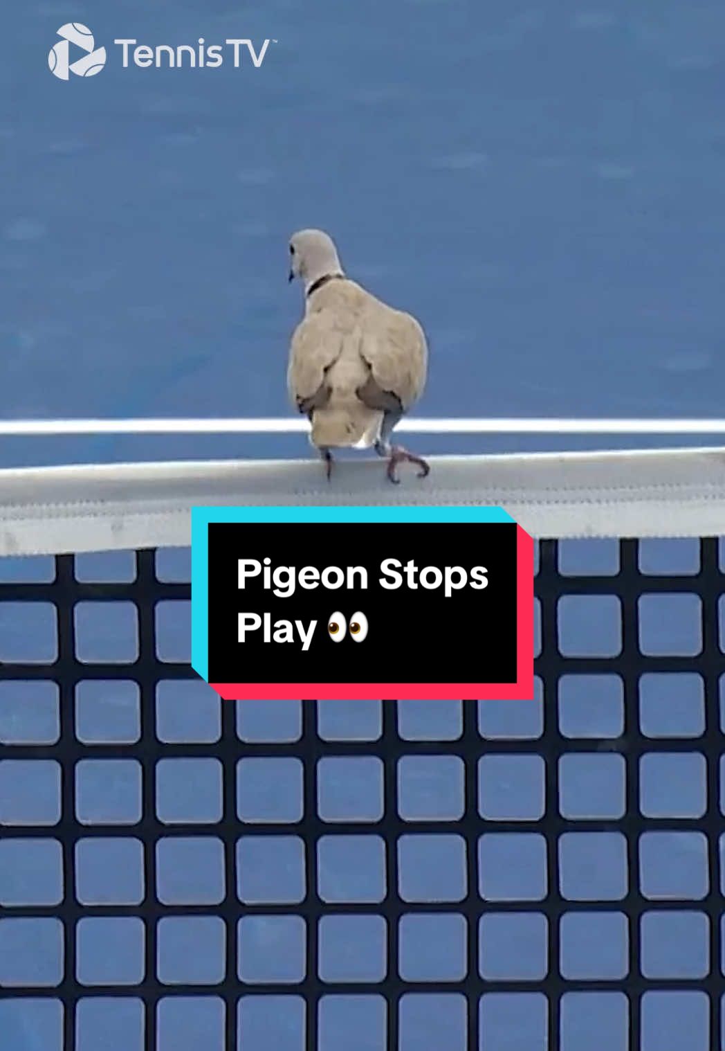 A bird’s eye view 🐦 #tennis #tennistv #fyp #sport 