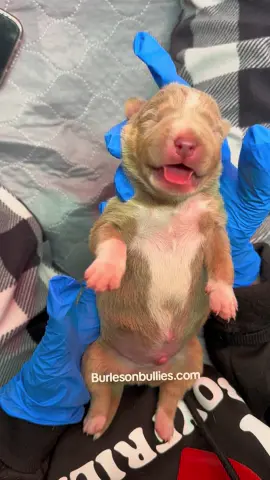 omg, I can't 🤩🥰🤩🥰🦍🦍 #HoneyCaptainA, 5 days old 817-995-8725  🐾🐾 We Don't Find Homes for new Dogs...We Match Perfect Homes for Perfect Pups 😊 www.Burlesonbullies.com 🐾🐾 #BurlesonBullies #GotTex #FckSloppy #GotBurleson 