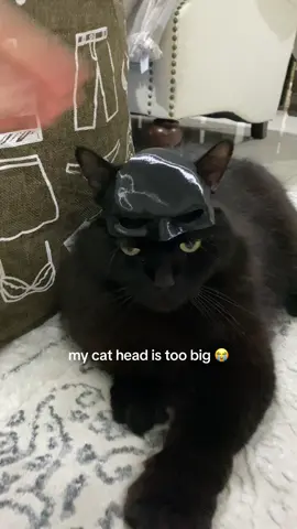 we accidentally pick size m 😭 . . . . . . #cat #batman #car #catsoftiktok #funny #xybca #fyp #catlover #cats #pet #batmanedit 