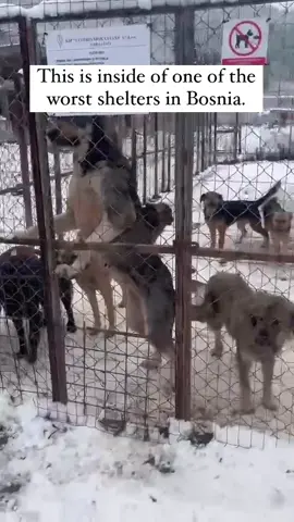 This is Praca. One of the worst kill shelters in Bosnia. They are always so full of dogs and very few come back out. The dogs are all mixed together regardless of age or size and dogs fight over the scraps of food they are given. They get no vet care and usually die of exposure, disease or by being killed by another desperate dog.  We are going into Praca at the end of this week to rescue a group of dogs. We know they will need urgent veterinary attention and will be taken to the vets immediately. We need your help to raise the funds they will need to cover their vet care and ongoing costs. The more we raise, the more dogs we can save.  We have been inundated with requests for help over the last few weeks and have already taken in 8 U.K. dogs and 11 Bosnian dogs who also need to support for vet care, ongoing costs, transport etc. Please consider donating to support this mission. We want to be able to take as many dogs out of this hellhole as we can but can’t do it without you.  If you can’t donate, please share.  Thank you #adoptdontshop #rescuedismyfavouritebreed #cruelty 