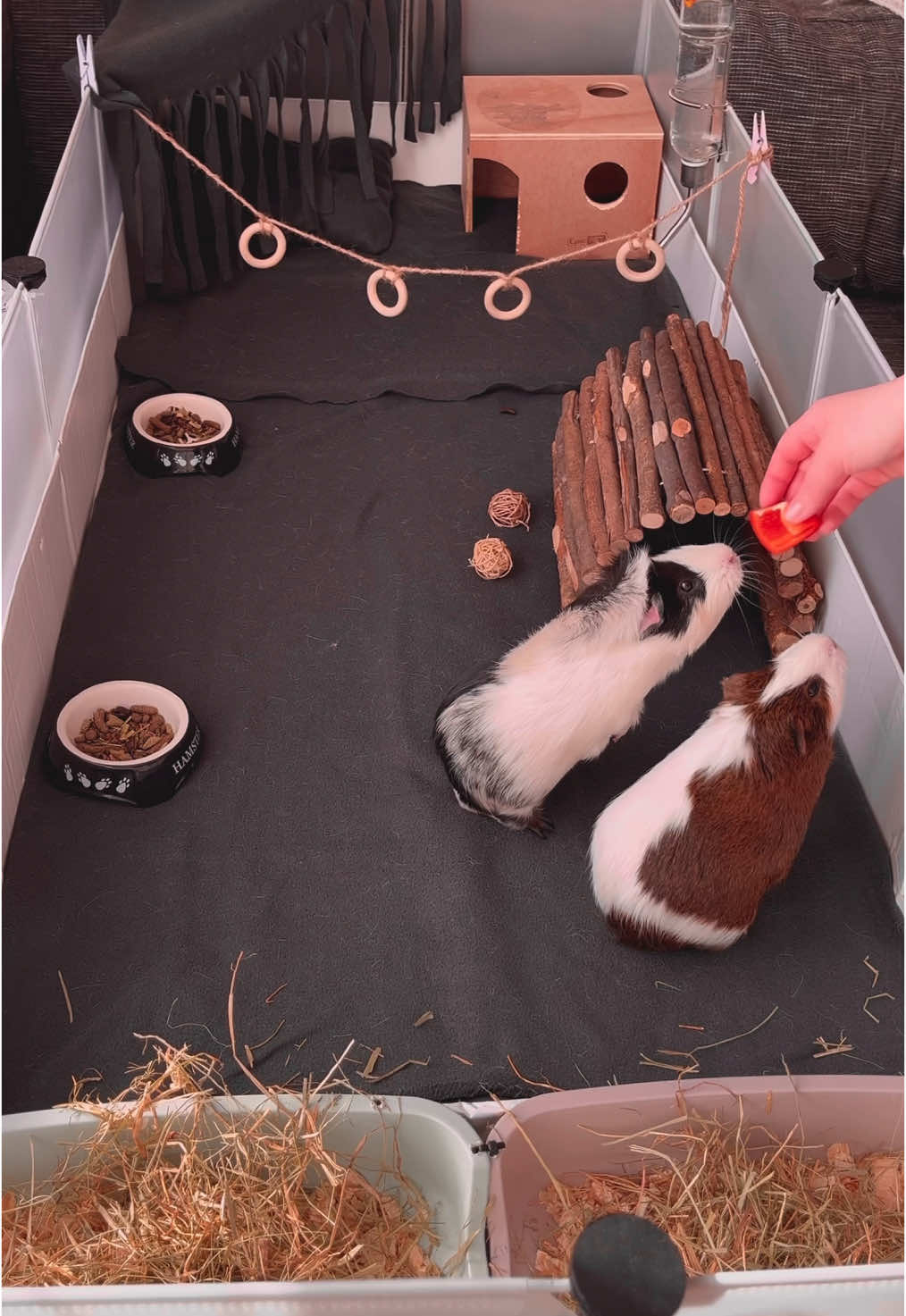 Cute cute cute boys💙✨#guineapigs #cuteguineapig #petlover #guineapigsoftiktok #adorablepets 