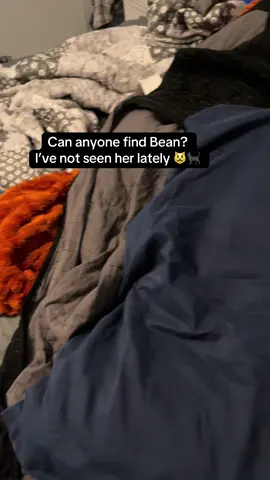 Hide and seek Bean 🐈‍⬛🤍 #fyp #foryoupage #cat #cats #cattok #catsoftiktok #catloaf #catmom #catlover #pets #PetsOfTikTok #funnycat #happycat 