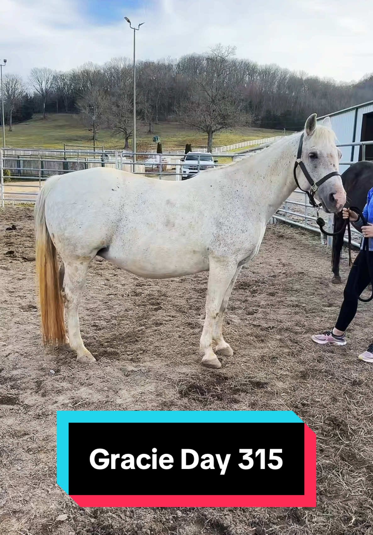 Gracie is 315 days pregnant!🐴💕 #foalwatch #broodmare #foalingseason 