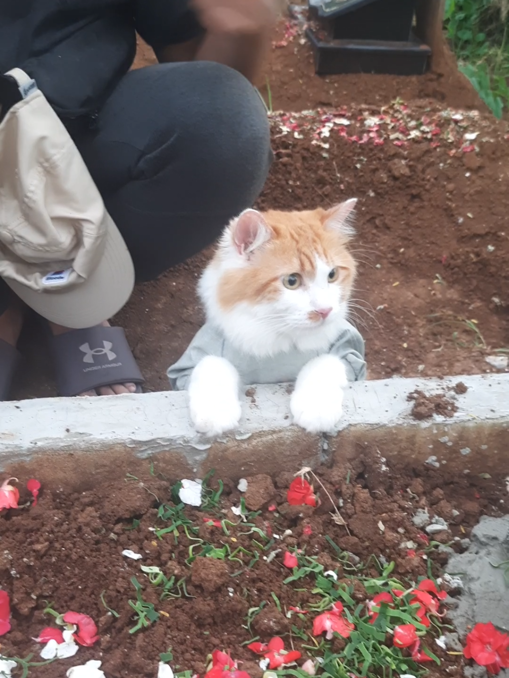 mbah gala dateng #viral #fypage #fypシ゚ #fyp #catsoftiktok 