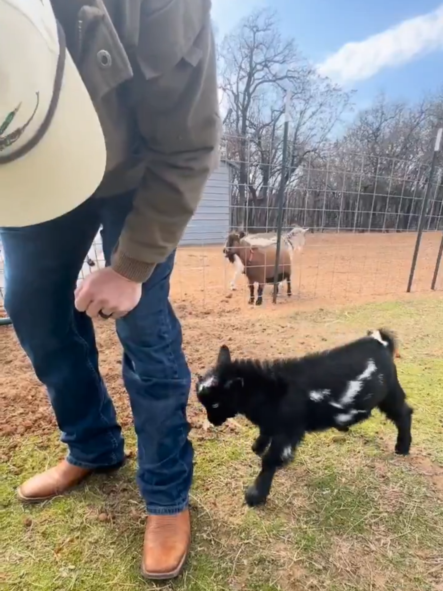 goat attack #goat #goats #babygoat #cutegoat #headbutting #goatchallange #ranch#rancholife