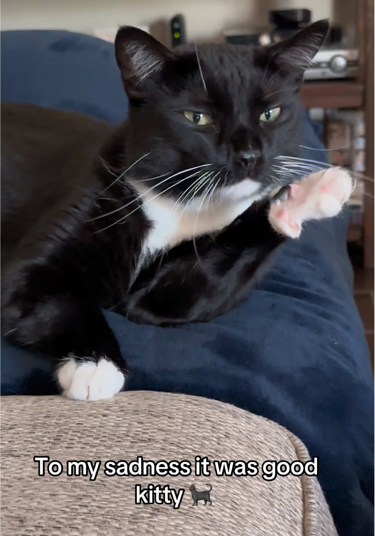 Evil kitty can be good kitty too #cats #tuxedocats #evilkitty 