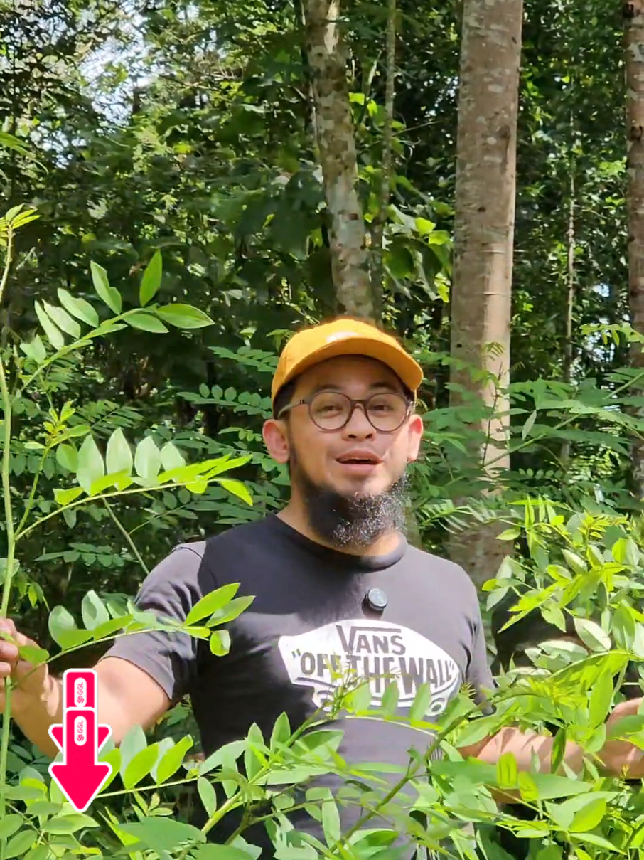 Membalas @toretochan.99  bibit indigofera dan kaliandra, untuk sumber protein di kandang bapak bapak
