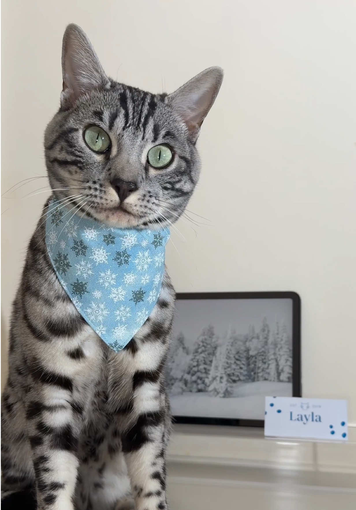 Layla’s winter checklist: ✔️ Stylish outfit ❄️ ✔️ Elegant dining bowl ☁️ ✔️ Exclusive seasonal menu 🐟 ✔️ A personal chef 👩🏻‍🍳 🐾 Featuring: ❄️ @Made By Cleo Snowflake Collar & Bandana ☁️ @furamicus Nimbus Bowl 🐟 @Untamed Cat Food Tuck-in Tuna & Naturalicks Chicken 💙 @WildCatCo Frosty Snowflake Treats . . #catfood #ukcats #catfeeding #silverbengal #bengalcat 