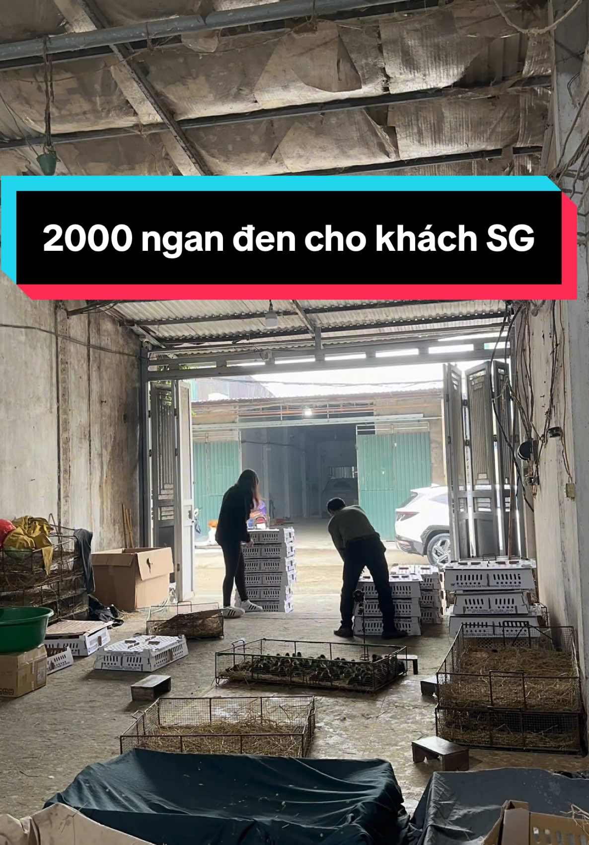 Mưa gió ngan- gà- vịt giá rẻ . Ace mua con giống alo e nhé ✅ #capcut #nhachaymoingay❤️ #toiyeudongvat❤ #channuoi #gà #vịt #viral #tiktok 