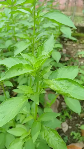 Kemangi || kebunku #kemangi #kebun #kebunku #petani #petaniindonesia🇮🇩🇮🇩🇮🇩🌿🌿 #tanaman #sayuran 