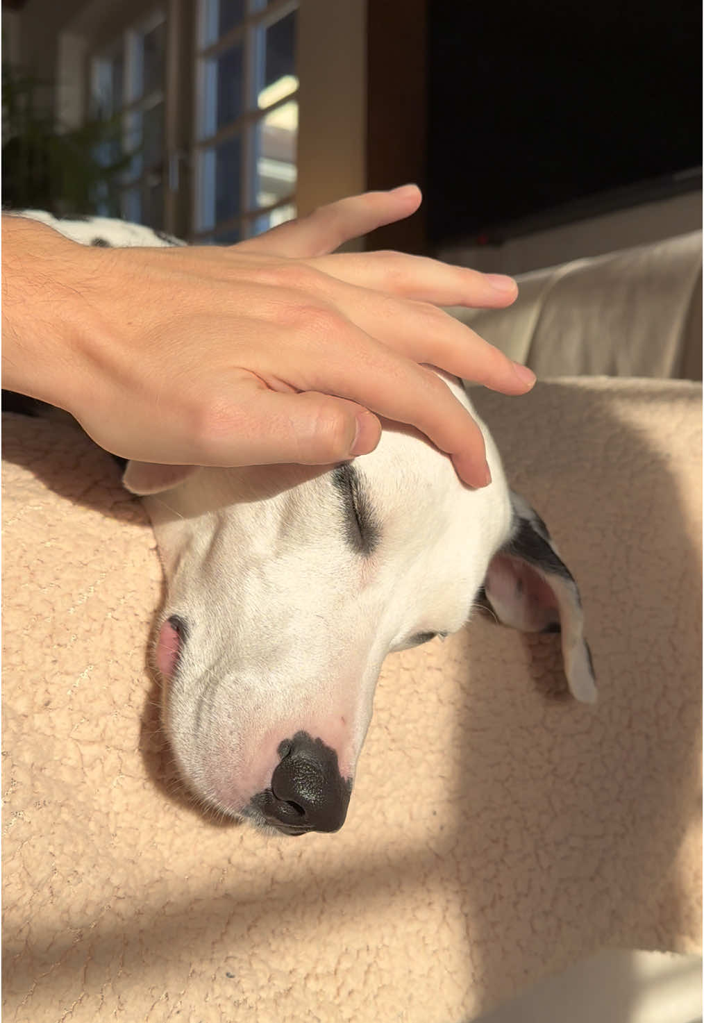 Sleepy dog 😴😴💕 #dailydog #dogtok #dogoftheday #dalmatiansoftiktok #doglovers #dogsoftiktok #dalmatian #doglife #puppylove #cutepuppy #puppy #pets #PetsOfTikTok 