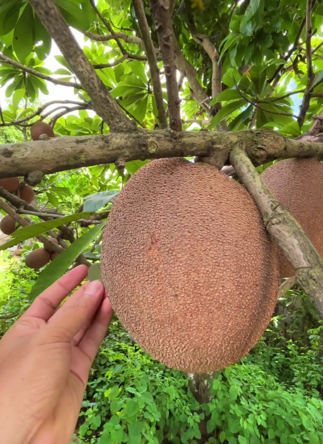sawo raksasa asal Meksiko  #saworaksasa #mameysapote #fruit 