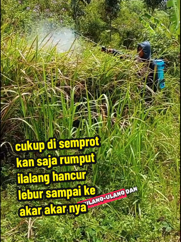 cukup di semprot kn saja rumput ilalang hancur lebur sampai ke akar akar nya#herbisida 