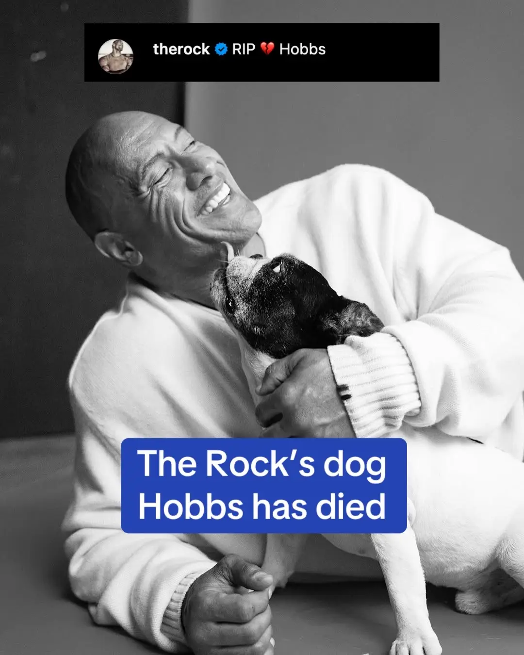 Dwayne 'The Rock' Johnson has announced that his rescue dog, Hobbs, has died. His name was inspired by The Rock's Fast and Furious: Hobbs and Shaw movie and the Hollywood actor was so close to his pet that he even carried him to movie sets many times. Rescue pup, Hobbs, became part of the family in September 2015, alongside his brother named Brutus, but Brutus died three months later after eating a poisonous mushroom. The two starred in Hobbs and Shaw together back in 2019, and Hobbs even loved to workout with his dad Dwayne! Fly high Hobbs 💔 #dwaynejohnson #therock #hobbs #puppy #dog #rip #breakingnews #sad #dwaynetherockjohnson 