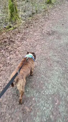 walking the dogs #dog #nature #europe #danmark 