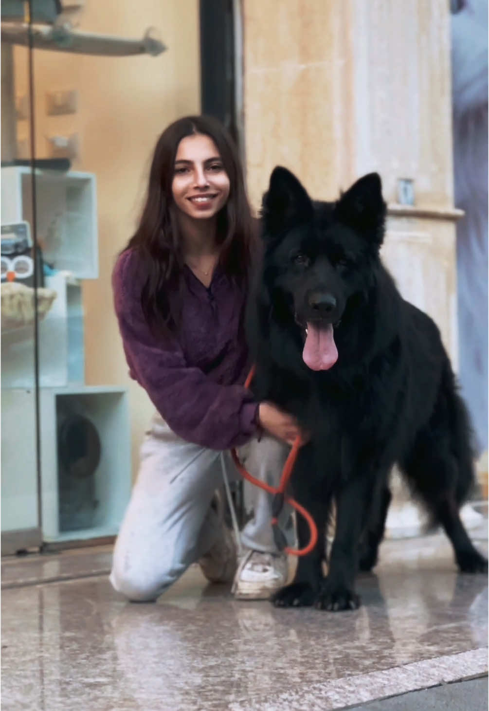 #blackroyal #royalblack #german #germanshepherd #viral #protectiondogs 