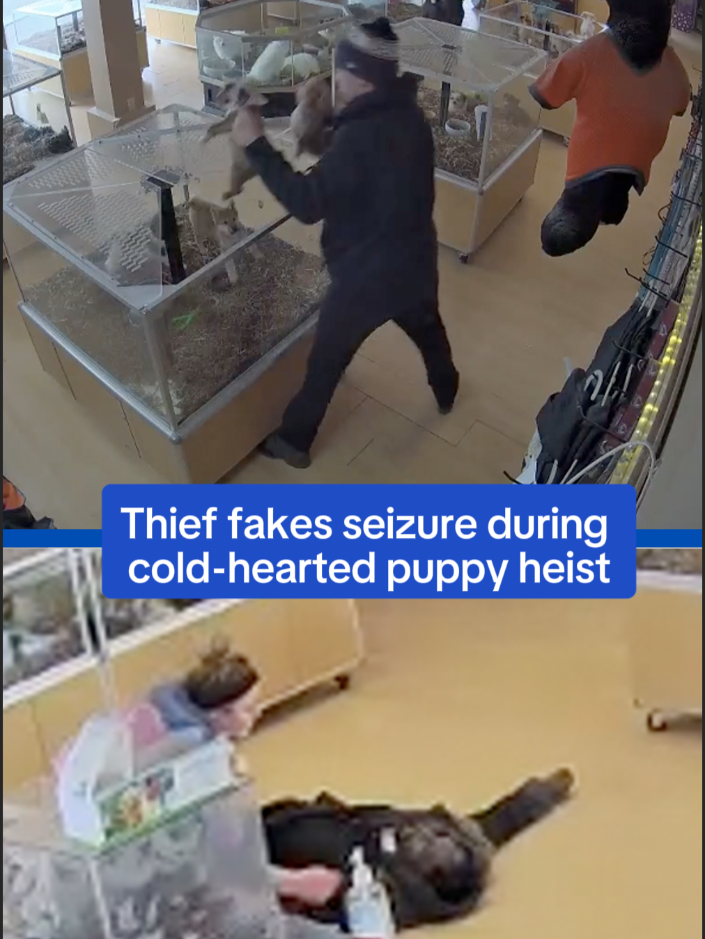 Cold-hearted puppy thieves snatched two adorable baby bulldogs from a Colorado pet shop, with one of the culprits faking a seizure to distract workers as another manhandled the helpless dogs.  Police arrested the man accused of faking the seizure, and booked him on charges of conspiracy to commit a felony, theft, and drug possession.  Local police since shared that one of the puppies had been safely returned to the Perfect Pets store by a good Samaritan who recognized it from pictures, and purchased it for $1,500 from a street vendor.  Read more on DailyMail.com 🎥FBArapahoeSO #puppy #crime #cops #denver #news #USA