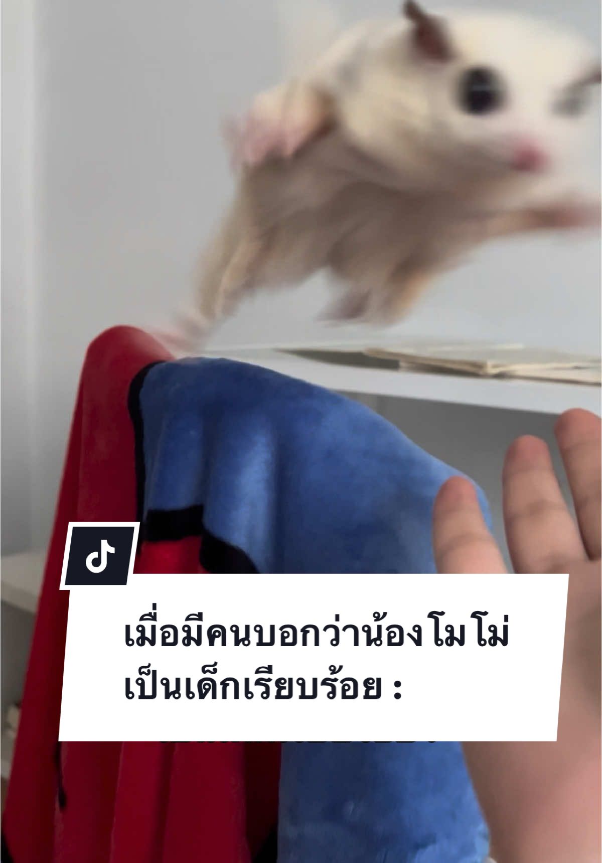 สับขาทุกวัน โอ้ยยย😂 #โม่มี่ชูก้าเทวดา #ชูก้าไกรเดอร์ตลก #ชูการ์ไรเดอร์ #ชูก้าไกรเดอร์ #ชูการ์ไกลเดอร์ #sugarglideroftiktok #sugarglider #สัตว์เลี้ยงน่ารัก #สัตว์เลี้ยงtiktok 