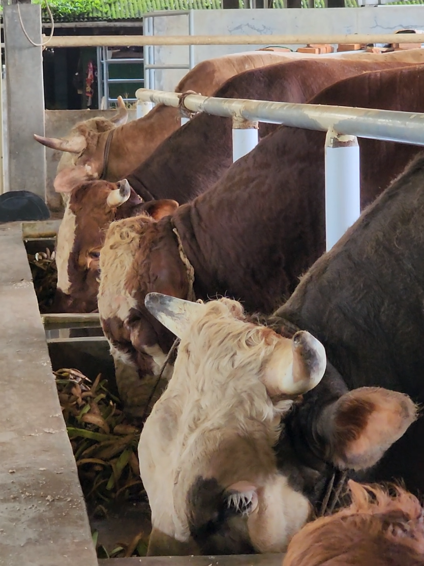 makan yang banyak.. #peternaksapiindonesia #sapi #farm #foryoupage #peternakan #fyp #peternakmuda #sapijumbo 