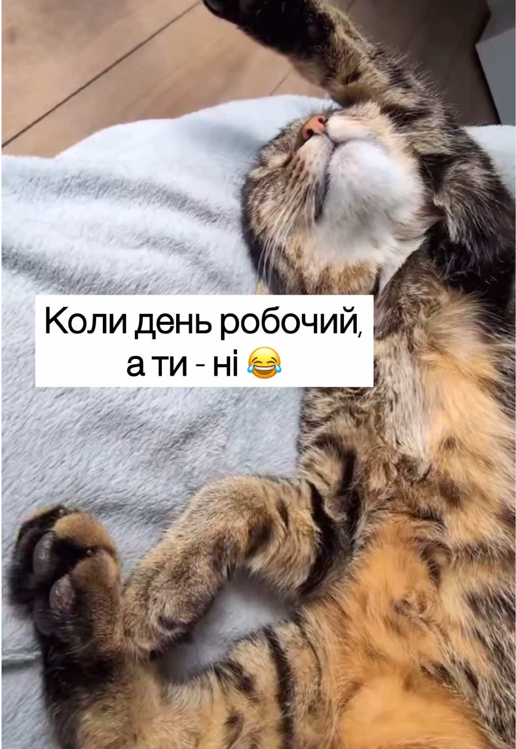 #приколи #робочийдень #робота #понеділокденьважкий😉 #твариниприколи 