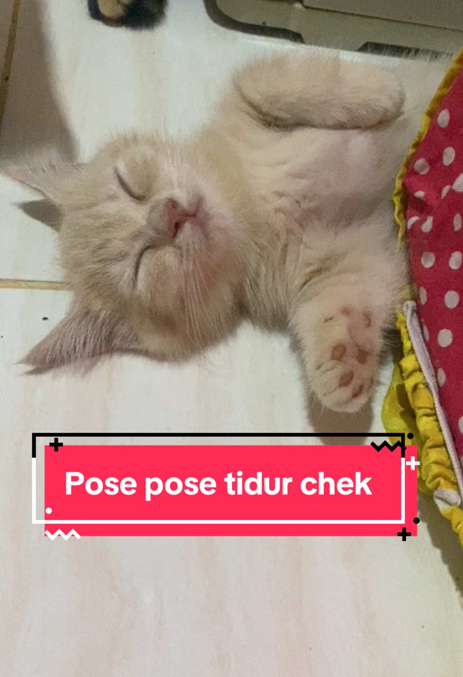 Pose pose tidur chek ✅ #kucinglucu #pose #tidur #fyppp