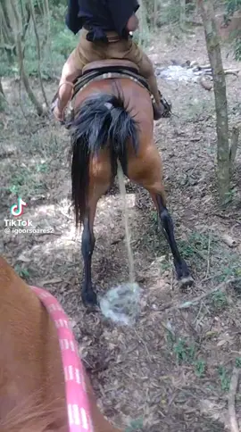 #piss #pissing #horselove #horsemeeting #zoo 