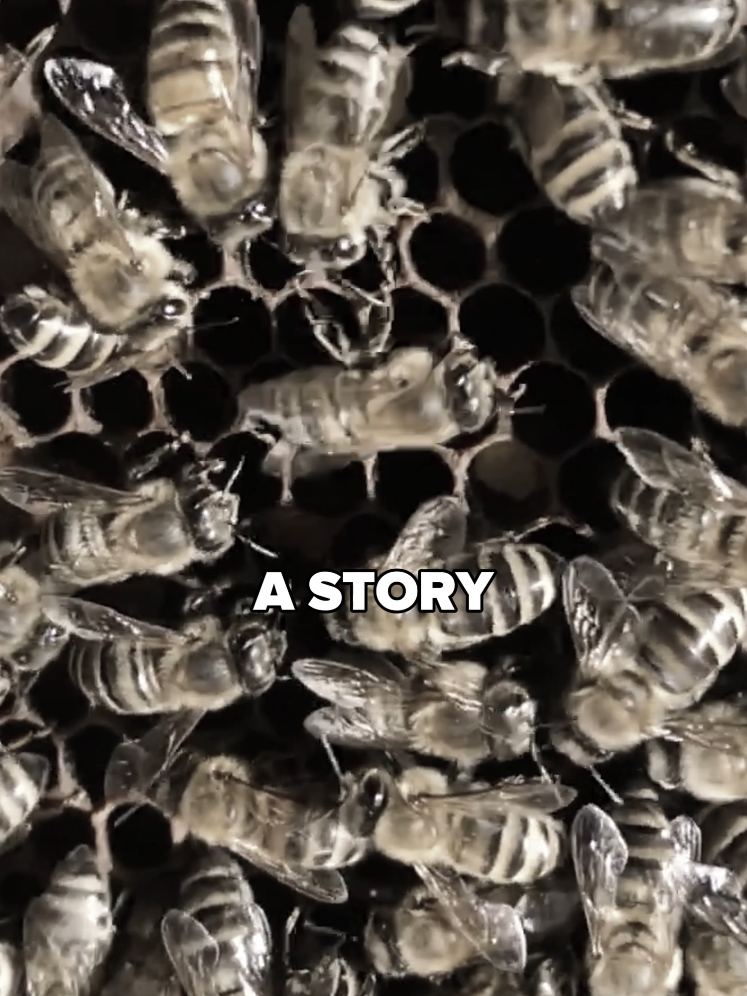 Success Has a Secret Formula – Bees Know It! Bees don’t just work—they communicate, strategize, and build together. That’s the real secret to success! In business and life, it’s not just about what you do—it’s about who you share it with. Want to win big? Start thinking like a bee. #SuccessTips #MindsetMatters #BusinessGrowth #EntrepreneurLife #levelup #MindsetShift #successmindset #LevelUpMindset #mindsetmotivation #success #moneymindset#FinancialFreedom #SuccessMotivation #WealthBuilding #GoalSetting #fyp #fypシ #fypage #fypシ゚viral