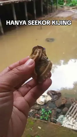 Kerang/kijing berbentuk seperti sesuatu yg tidak asing #fyp #fypageシ 