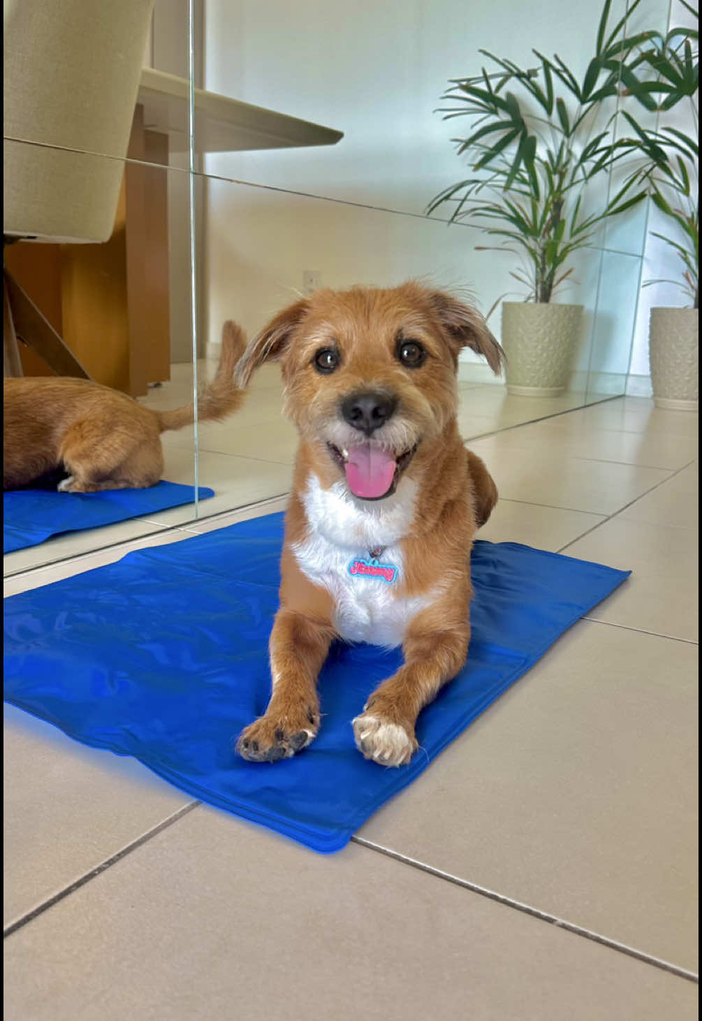 Ajude seu Pet a se refrescar nesse calor! 🥵 O link está disponível no meu perfil. #pet #cachorro #doguinho #calor #ondadecalor de