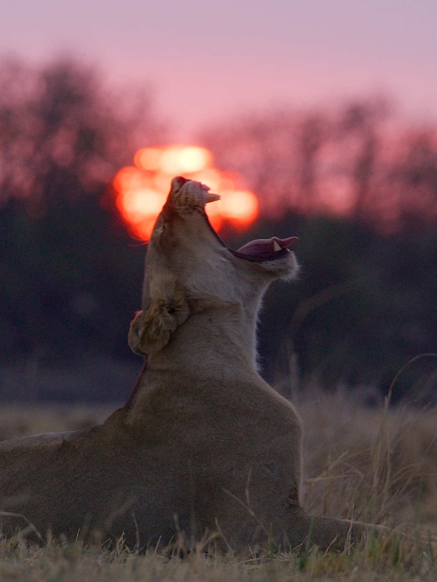 Sunset yawn. Chobe National Park, Botswana #lion #sunset #yawn #safari #chobe #botswana #RightPlaceRightTime #lioness #africa #botswana #shotonred #goldenhour #naturelovers #wildlife