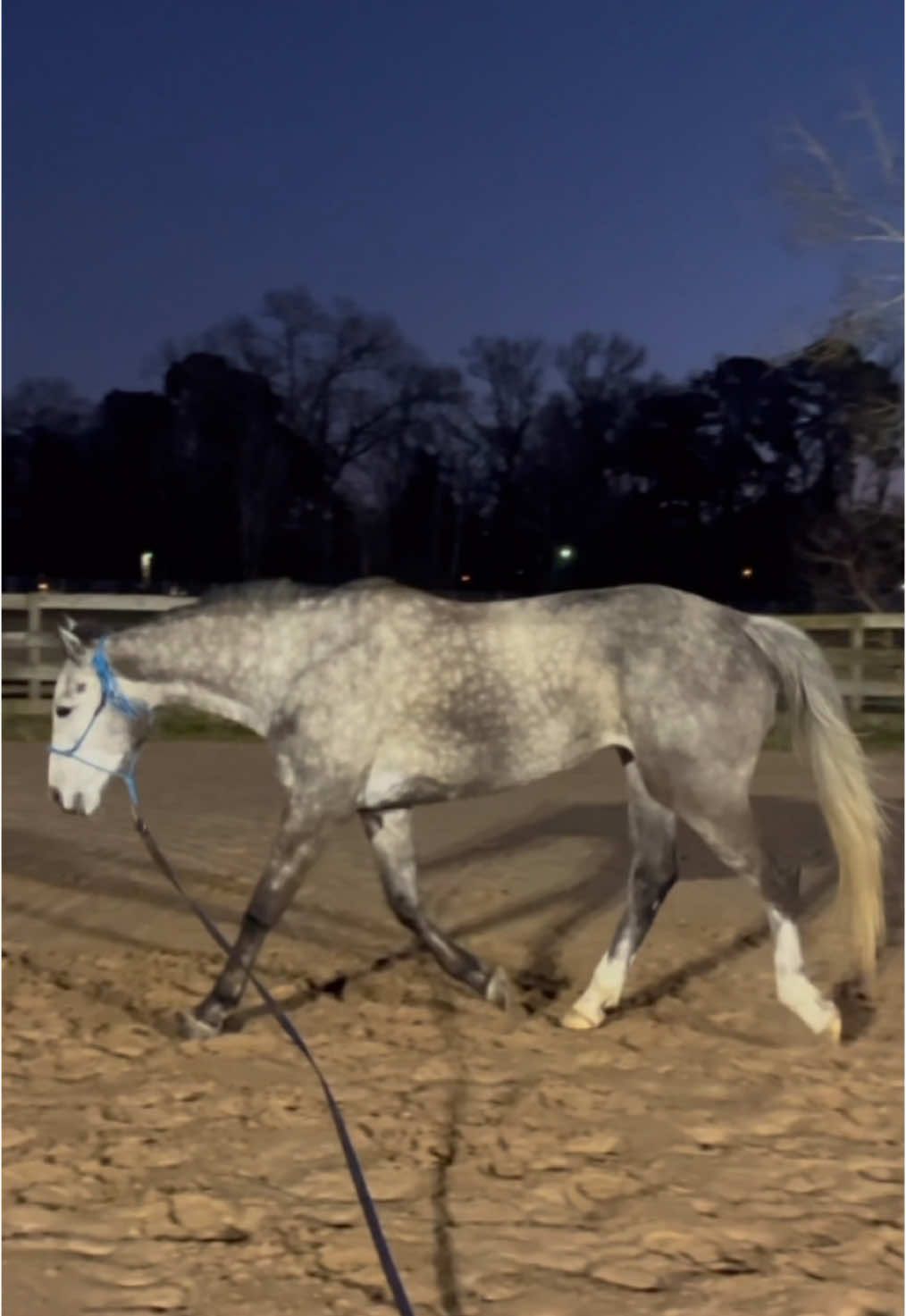 sunset lunge 🌅 #horse #equine #equestrian #horsetraining #horselunging 
