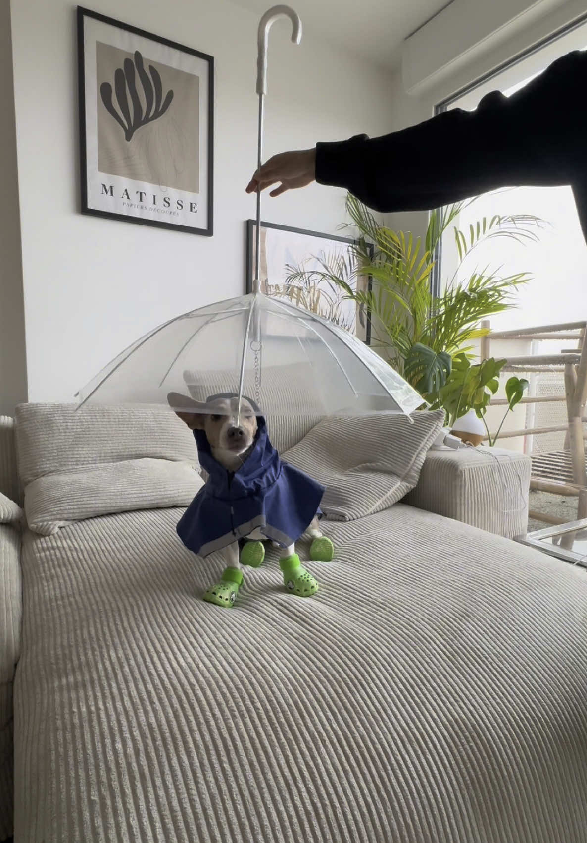 quand ton chien est pas la pluie mdr 