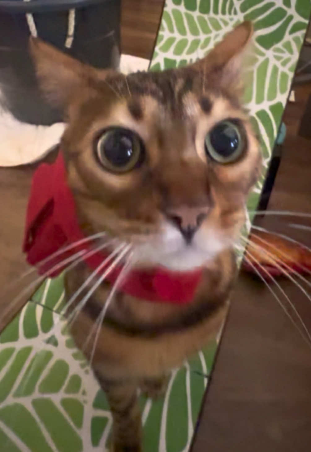 crab scarf 🧶🌴 #cat #wheel #bengal 