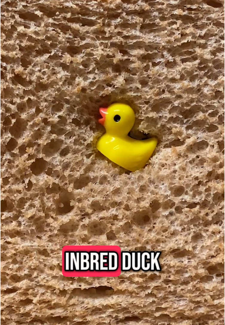 I can’t really tell the difference to be honest. #creatorsearchinsights   #ducks #ducktales #fypシ #funnyy #cute #animals #ducklife #quack #funnyskit 