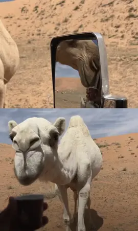 #دوسر🤎 #ماشاءالله_تبارك_الله_اذكروا_الله #الشعب_الصيني_ماله_حل😂😂 #تصويري📷 #عطايا_الله🐪 #