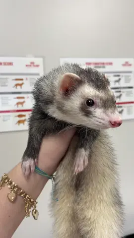 #paratii #fyp #ferret 