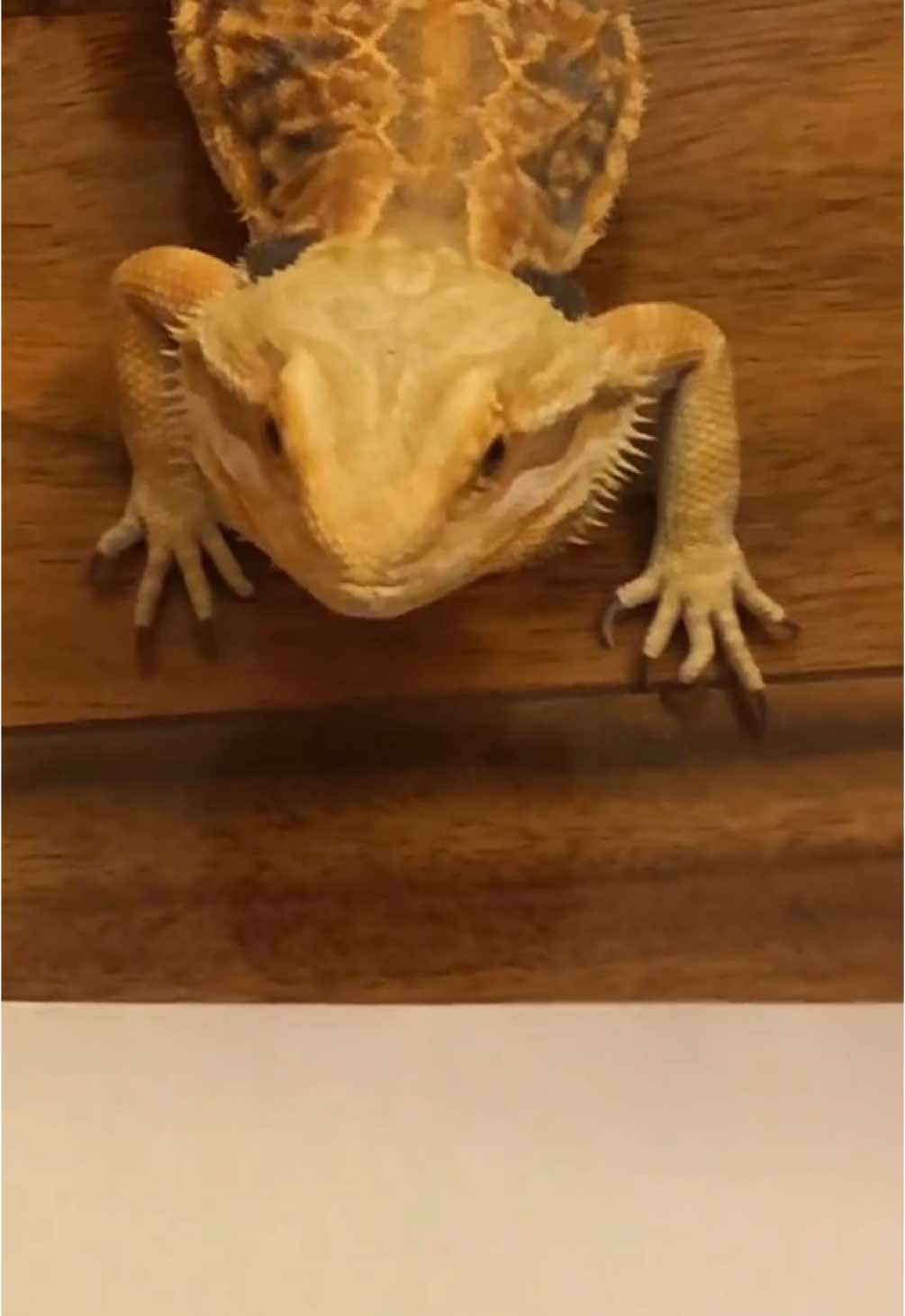 Briar, my female dragon 🖤 #beardeddragon  #leatherbackbeardeddragon 