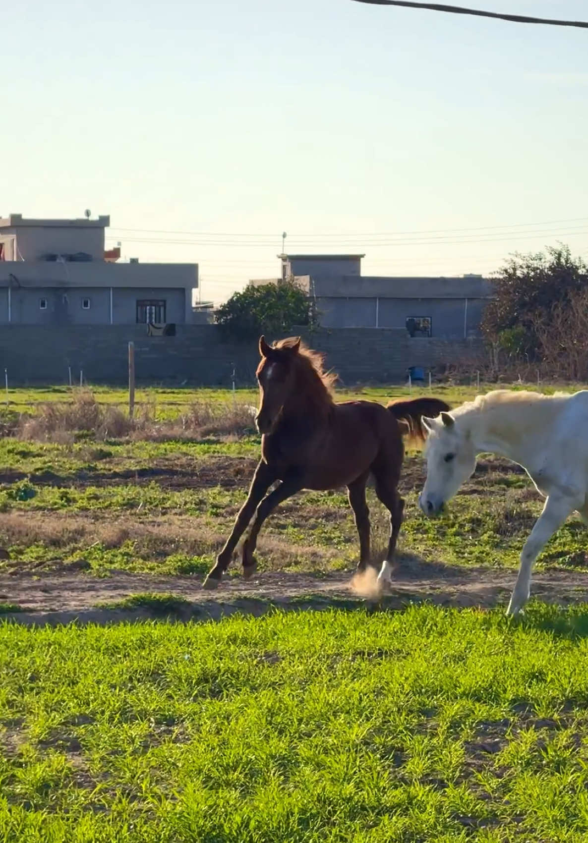 #كمل_الفيديو_للاخير #خيل_وخياله🐎 #مصطفى_النامس🐎 #خيل #خيول #اكسبلوررر 