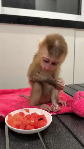 Monkey Eat Fruit Sweet . . . #jenniferlopez #alexandradaddario #AngelinaJolie #MeganFox #margotrobbie #chrisevans #ChristianBale #AnneHathway  #ScarlettJohansson #elizabetholsen #JenniferLopez #JenniferAniston #JenniferLawrence #priyankachopra #KristenStewart #HaileeSteinfeld #wonderwoman #DC #mcu #MeganFox #kimkardashian #kendalljenner #monkeylove #monkeybaby #adorable #adorablemonkey #babyanimal #monkeysmart #reelsfypシ #reel 