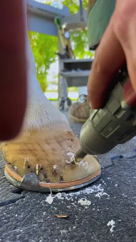 What happened to the horse?? #horse #asmr #satisfying #farrier #farriersoftiktok #hoof #hoofpicking #hoofcare #care 