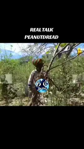 #fyp #fyppp #PEANUTDREAD #foryou #foryoupage #fypviral #vyralvideo #trending #jamaicantiktok #dugiecross #dugiecrosscbs #dugiecrossentertaientment 