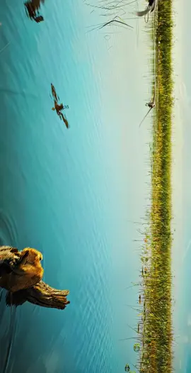 4K+60fps-Quality #mufasa #disney #lionking #aestheticvideos #fyp #virale 