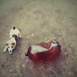 #memes #dogbottle #mem